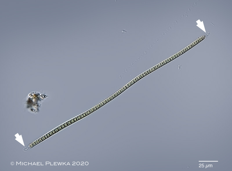 Freshwater and other from Germany Oscillatoria